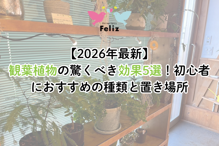 【2026年最新】観葉植物の驚くべき効果5選！初心者におすすめの種類と置き場所